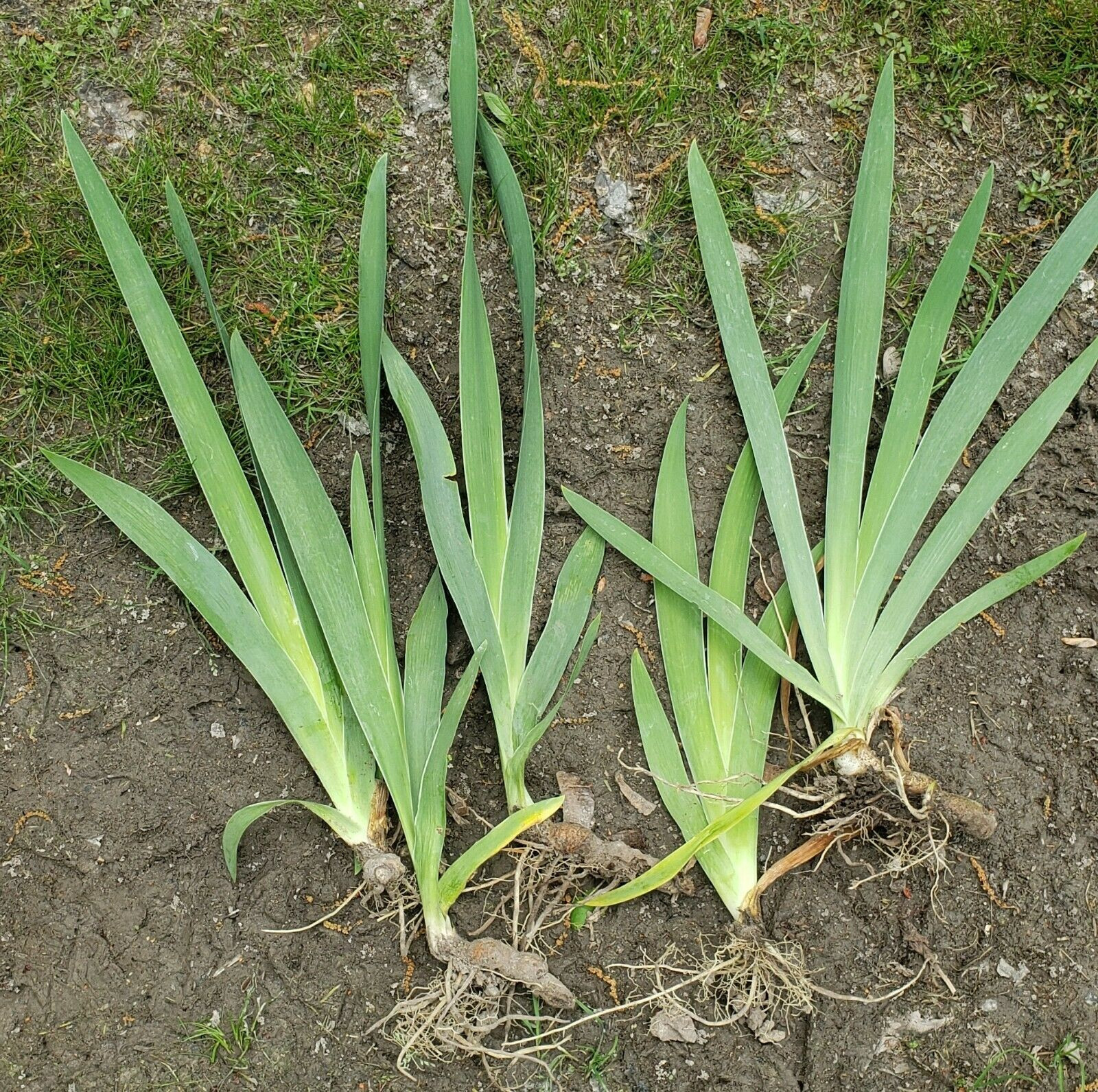 Lot of 6 Purple German Bearded Iris Rhizomes / Roots ~ Starter Plants