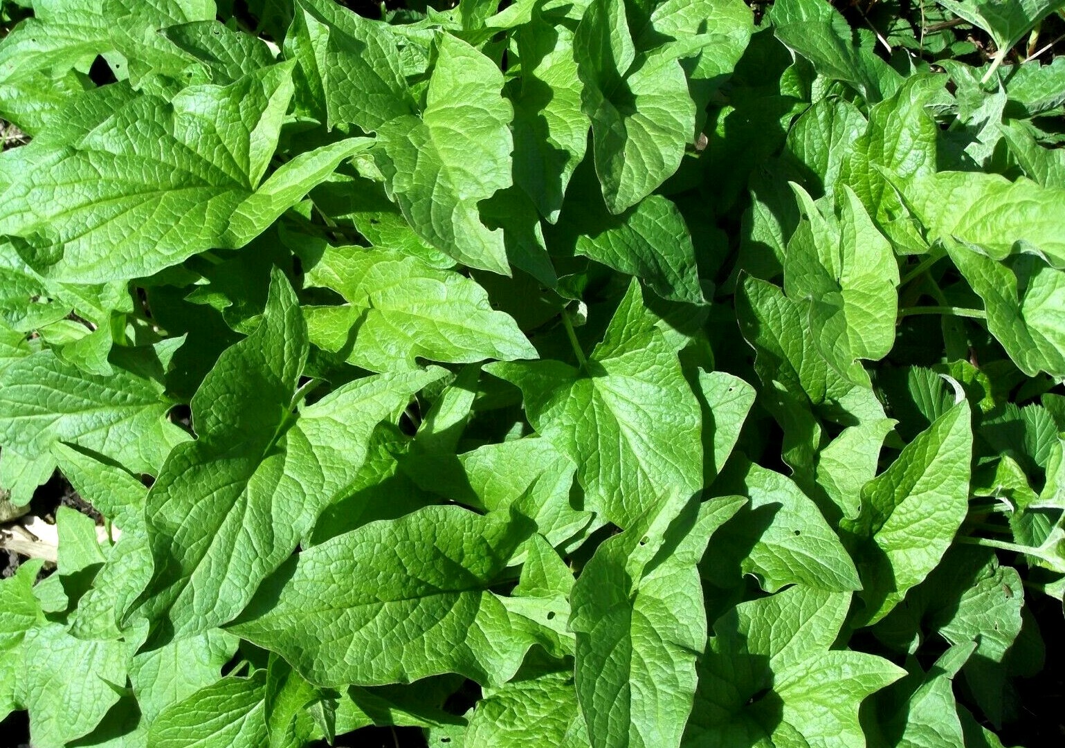 50 Perennial Good king henry spinach seeds organic
