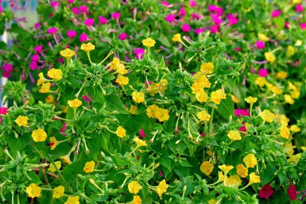 50 Multi Color 4 O’Clock Seeds, Non-GMO, Pollinator, FREE SHIPPING