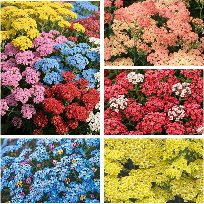 1100+ Perennial Mix Yarrow Seeds for Planting-Non-GMO Heirloom Plant Seeds Garde