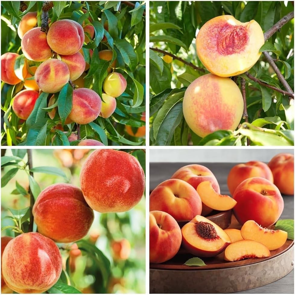 Peach Tree Seeds 5pcs – Sweet Juicy Fruit Variety – Non-GMO Hardy, Fast-Grow