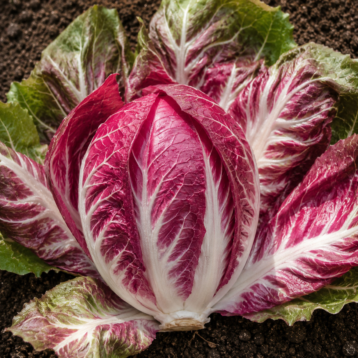 100+ Palla Rosa Radicchio Seeds – 100% Heirloom – Non-GMO – Open Pollinating