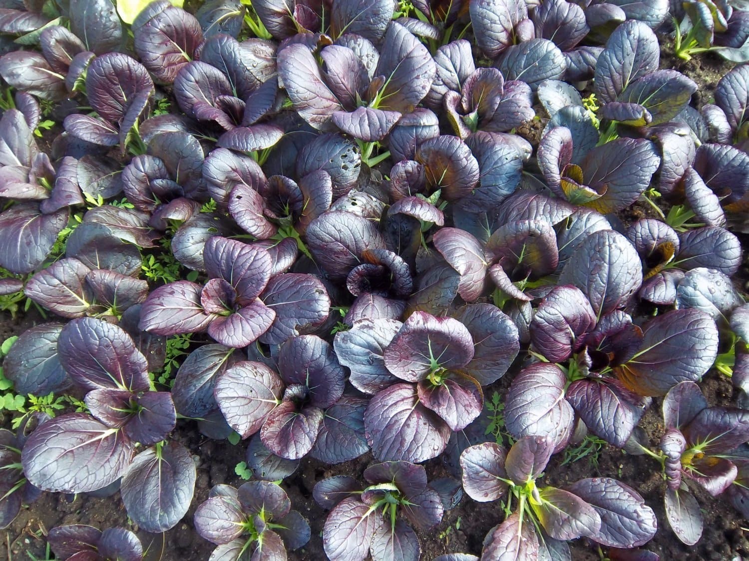 Purple Lady Bok Choy Seeds | USA Pak Choi Pok Chinese Asian Vegetable Seed 2024