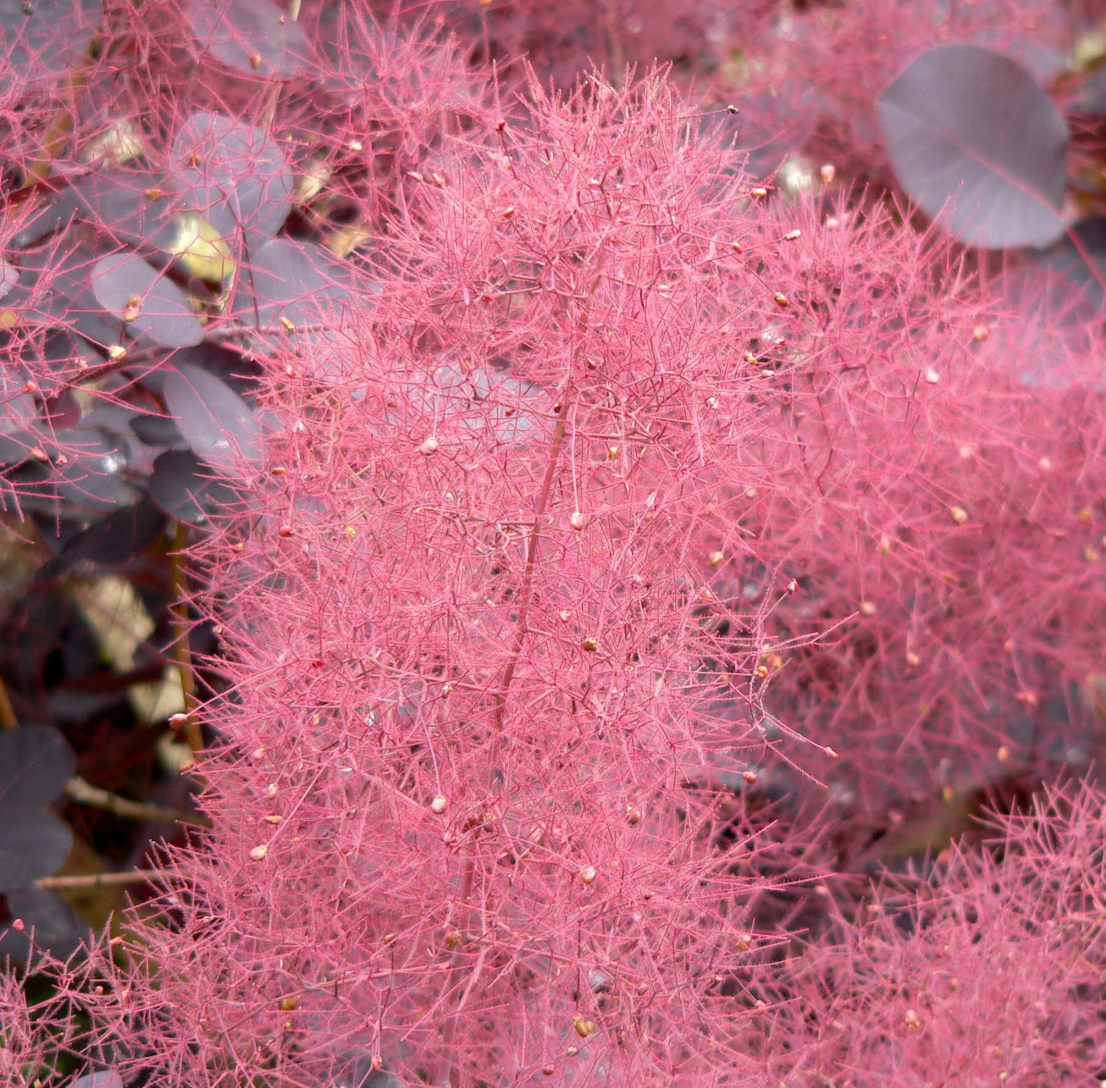 Purple Smoketree, Cotinus coggygria atropurpurea, Seeds (Fast Showy, Fall Color)