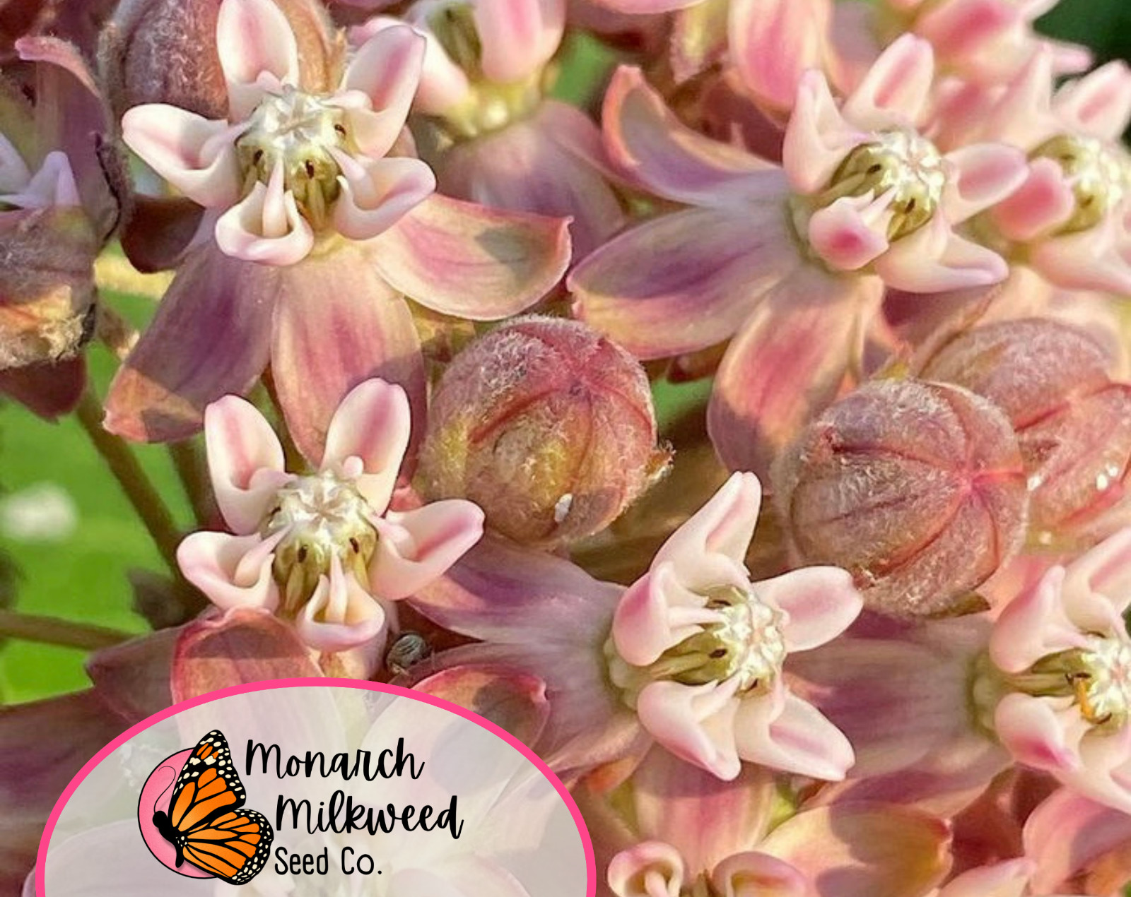 425+ Common Milkweed Seeds (Asclepias Syriaca) Native Monarch Butterfly Flower