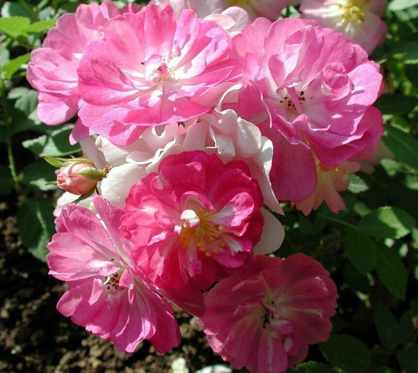 Rosa Chinensis Angel Wings | Miniature Rose | 10_Seeds