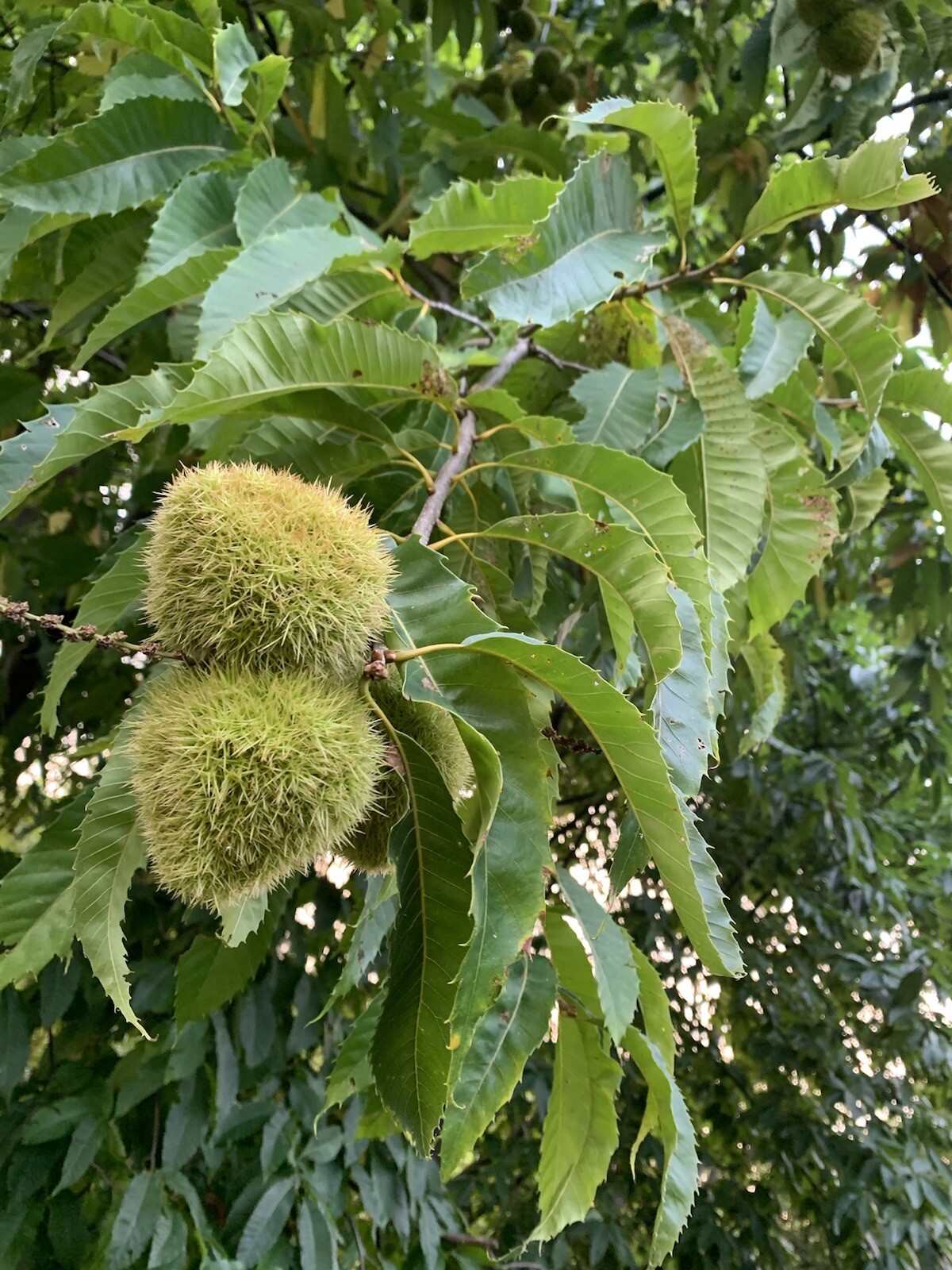 100% American Chestnut. 2025 harvest. Verified By The ACF. 5 Per Order