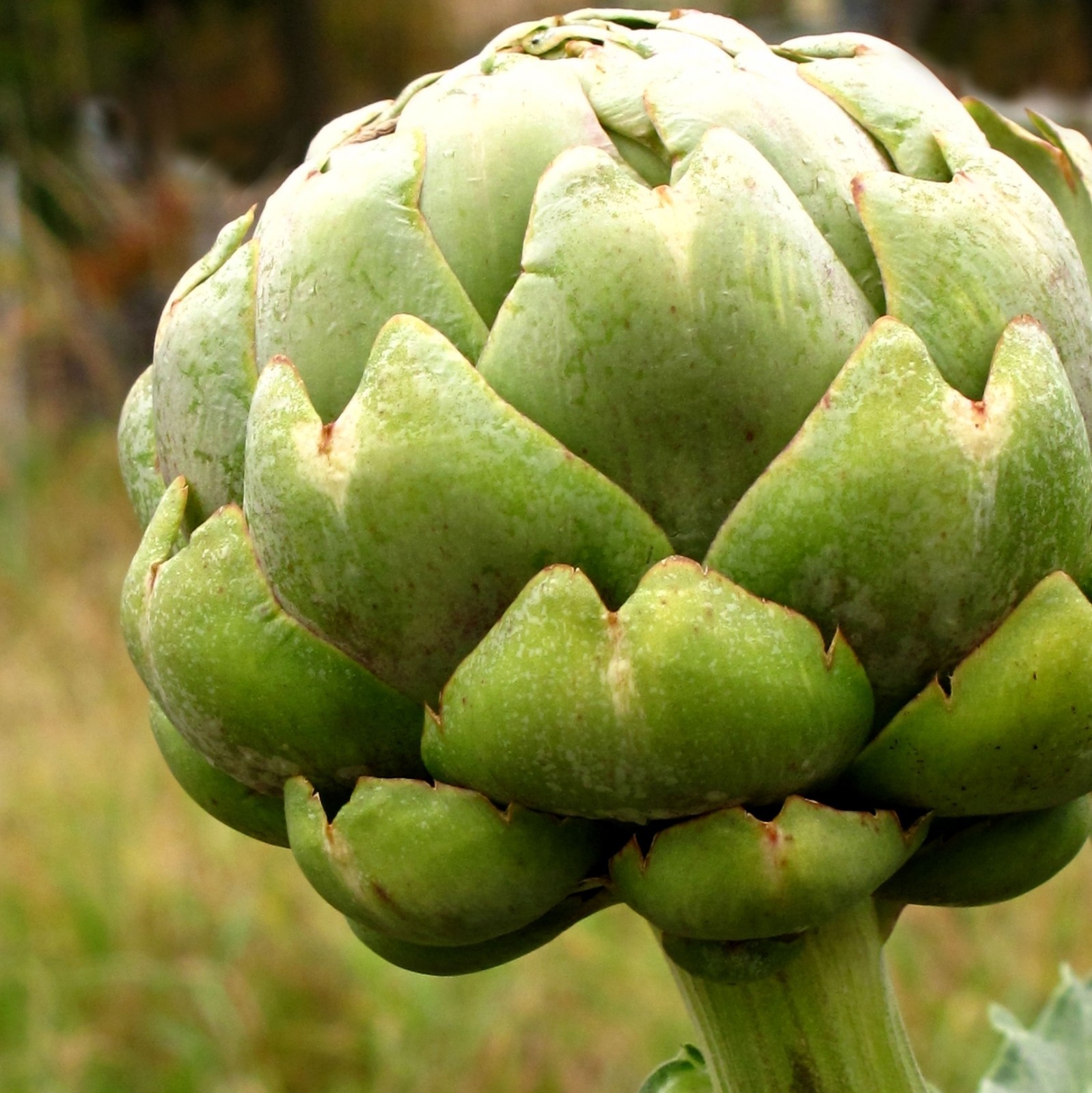 Artichoke Seeds- Green Globe- Heirloom- 20+ Seeds $1.69 Max Shipping/order