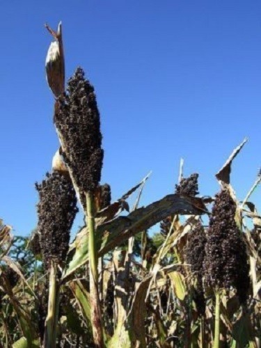 50 Organic BLACK AMBER CANE SORGHUM / SUGAR CANE Sorghum Bicolor Seeds *Comb S/H