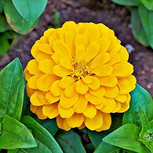 Canary Bird Zinnia Seeds | Giant 5″+ Yellow Flowers | Heirloom / Non-GMO | 1186