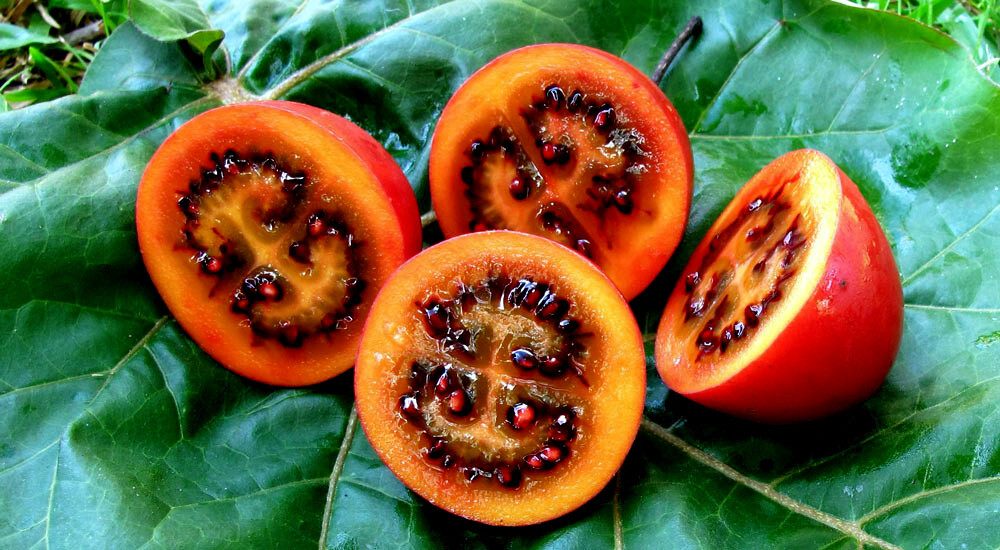 Tamarillo Tree Tomato Seeds Yields 60+lbs of Garden Fruit! Fast Growing Plant