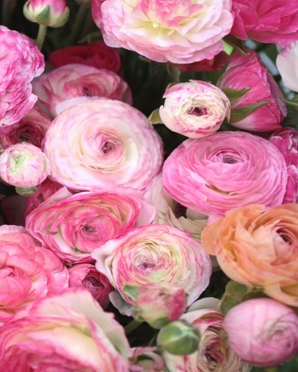 Ranunculus Flower Bulbs 16 Pink Picotee Corms Peony Rose Garden Wedding Bouquet