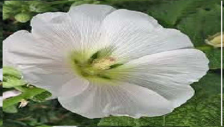 Hollyhock Biennial All Mixed Colors 50 Seeds USA Seller Home Grown USA