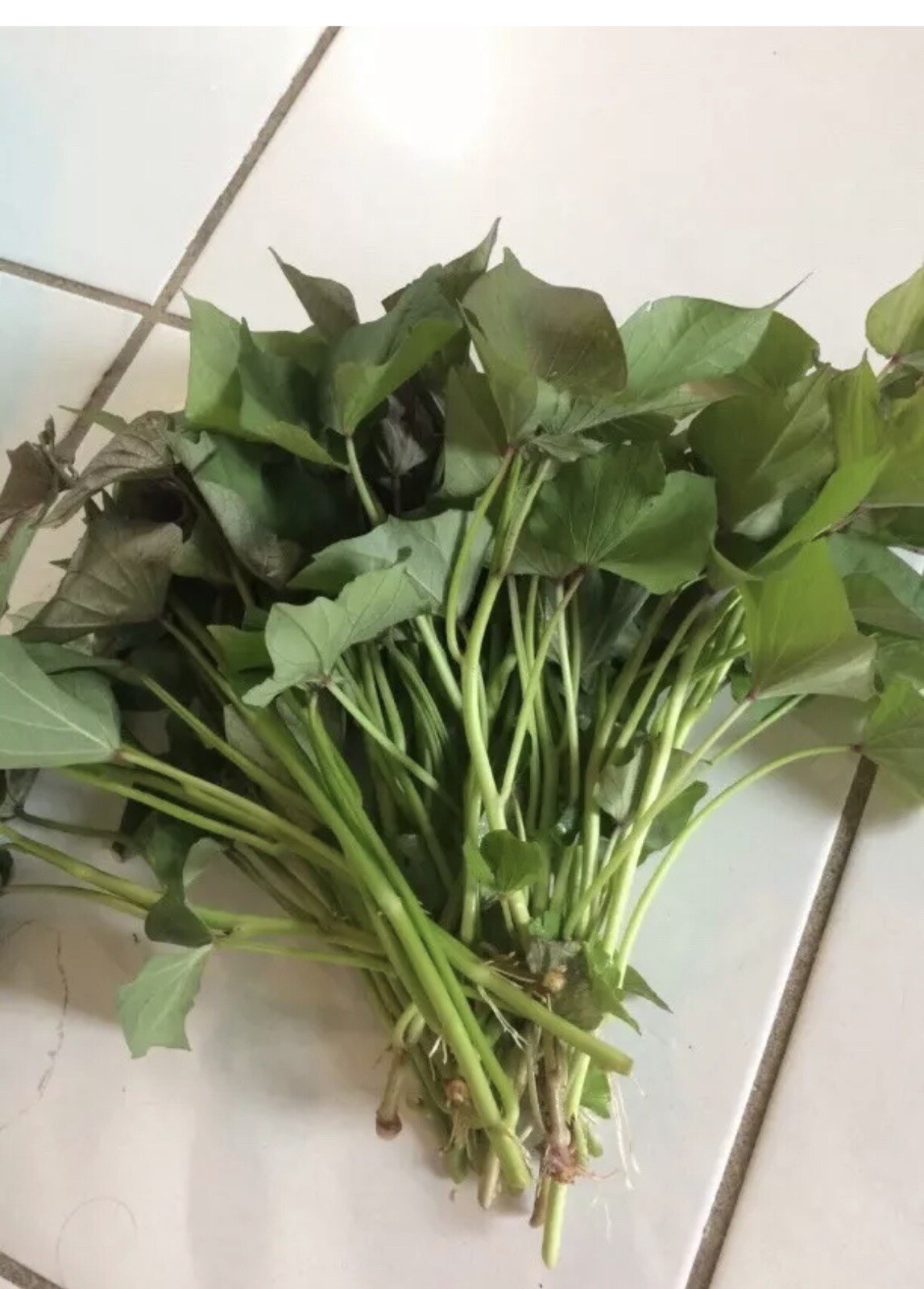 10 Beauregard Sweet Potato Slips /cuttings / Ready To Plant