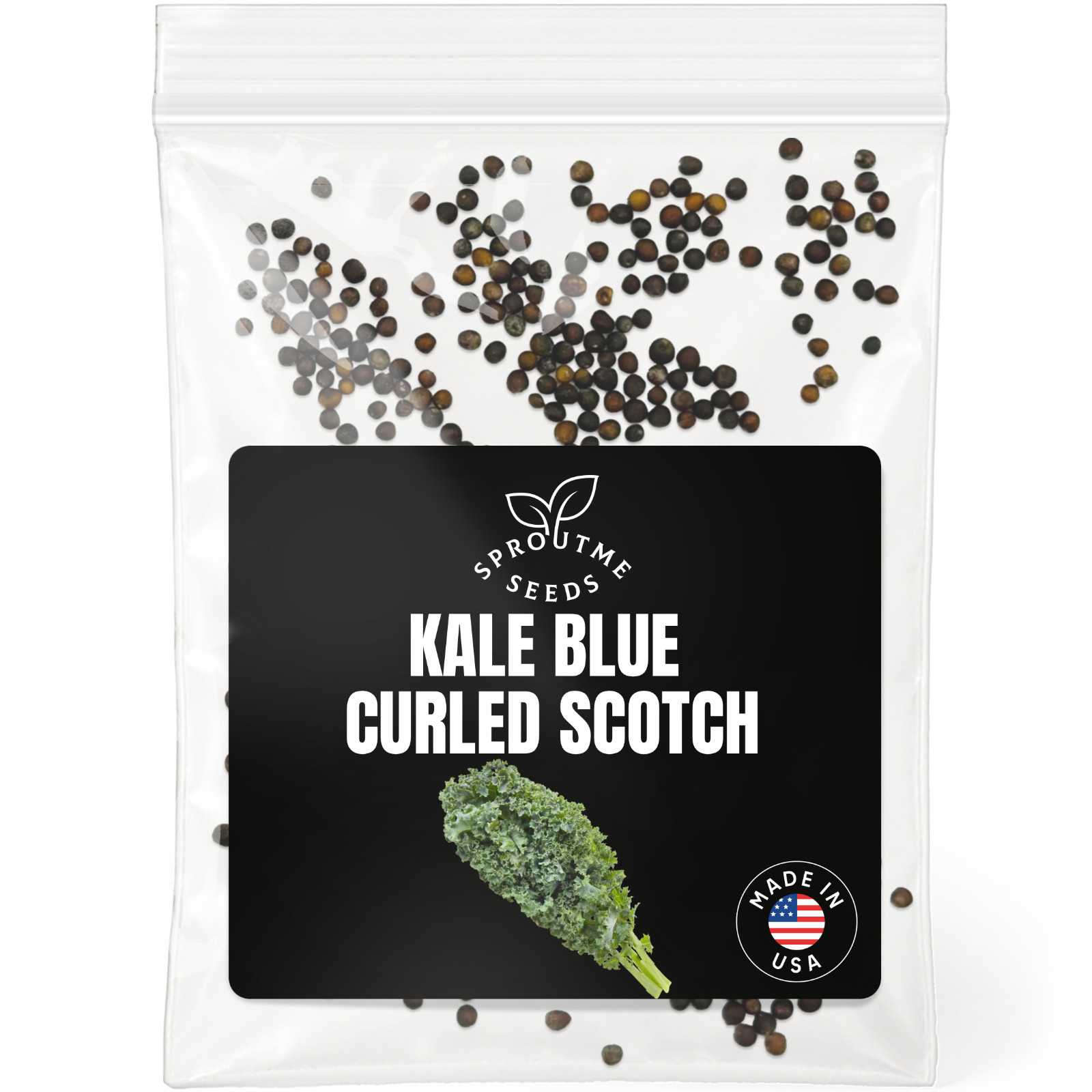 Kale Blue Curled Seeds 500+, Heirloom Non-GMO, Hardy Cool Season Greens