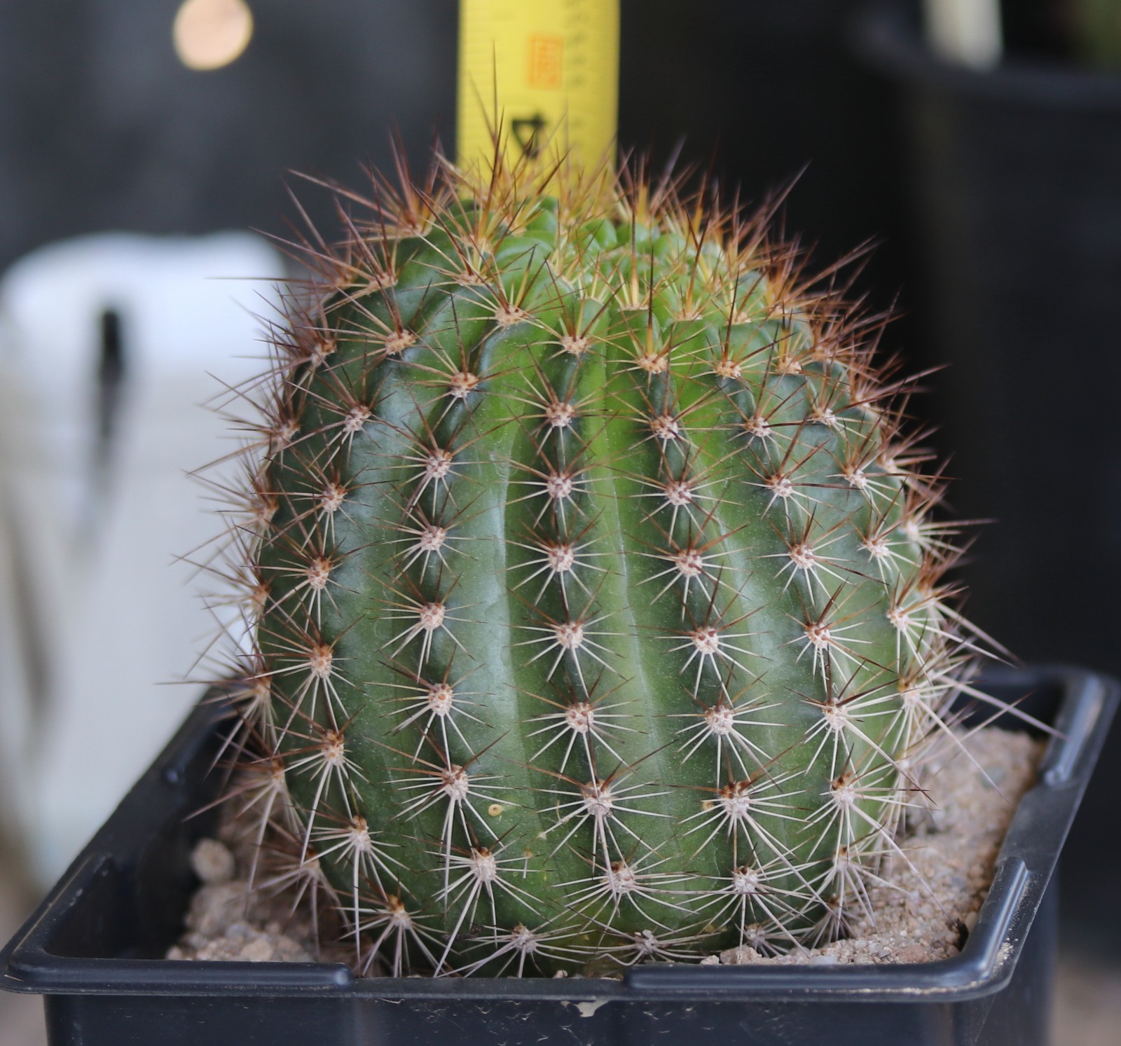 Tricho hybrid ‘Star Ruby’