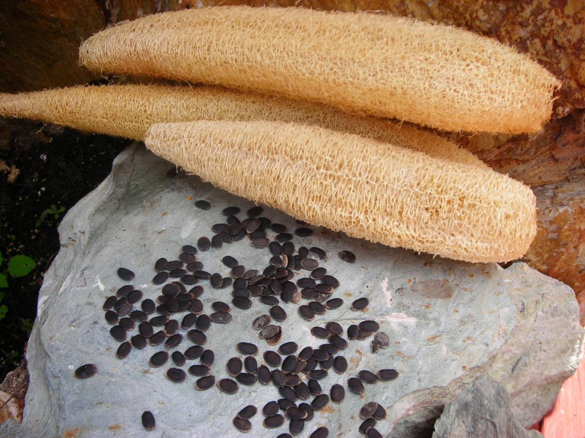 15+ Organic Luffa/Loofah Gourd Seeds Dish/Shower Exfoliating Sponges – NON-GMO