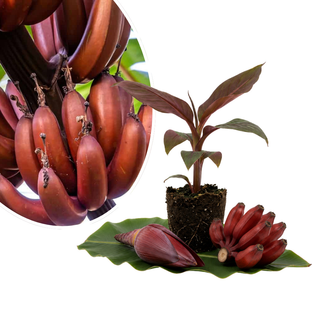 Red Cuban Banana Musa Live Plant 4-6 Inches Tall Rooted Tropical Plant