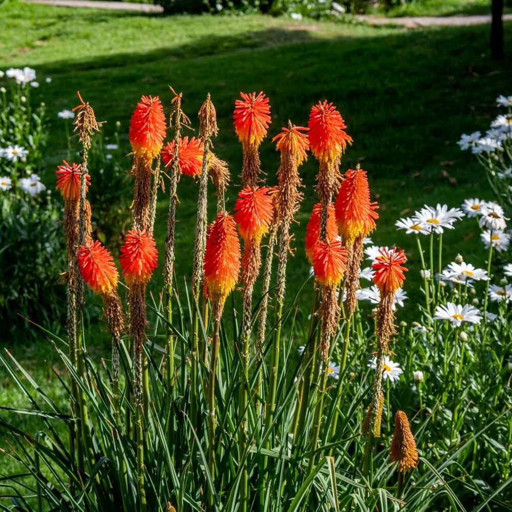 RED HOT POKER 20 SEEDS, ORANGE AND YELLOW FLOWERS. KNIPHOPHIA, TORCH LILY