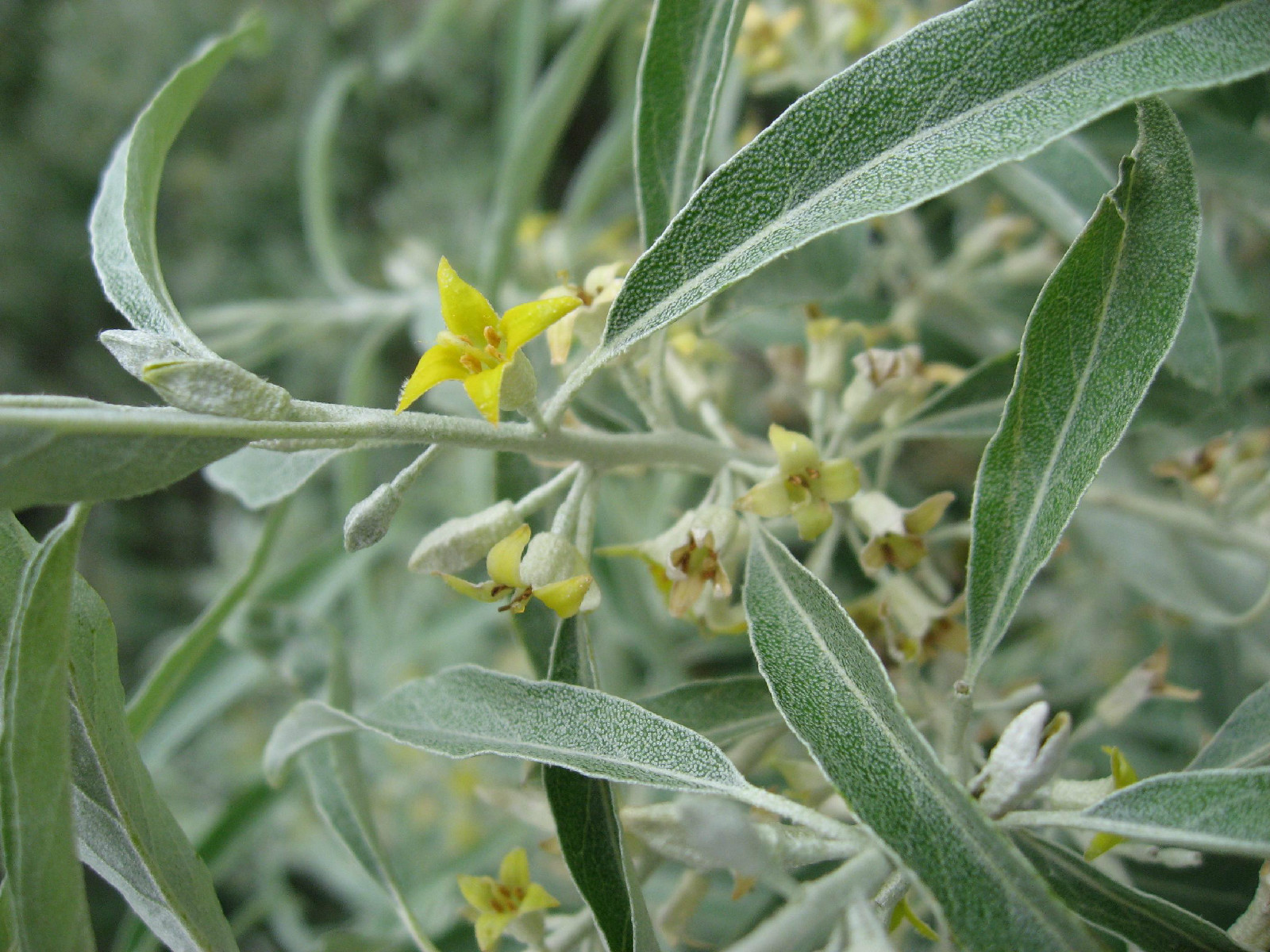 russian olive, SILVER BERRY, shrub, 25 seeds! GroCo (BUY ANY 10 ITEM-SHIPS FREE)