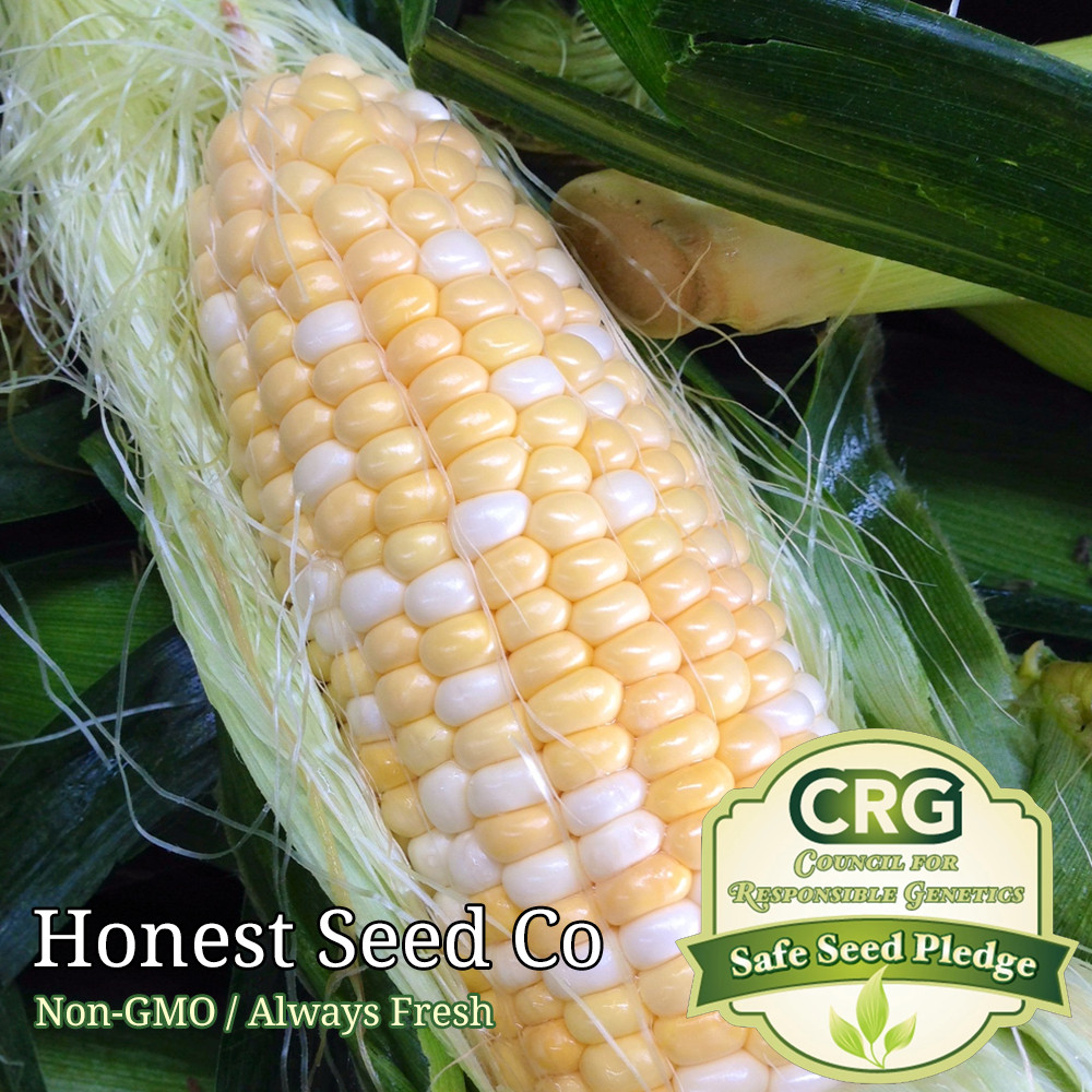 Serendipity SWEET Corn Seeds UNTREATED | Non-GMO | Fresh Garden Seeds BULK