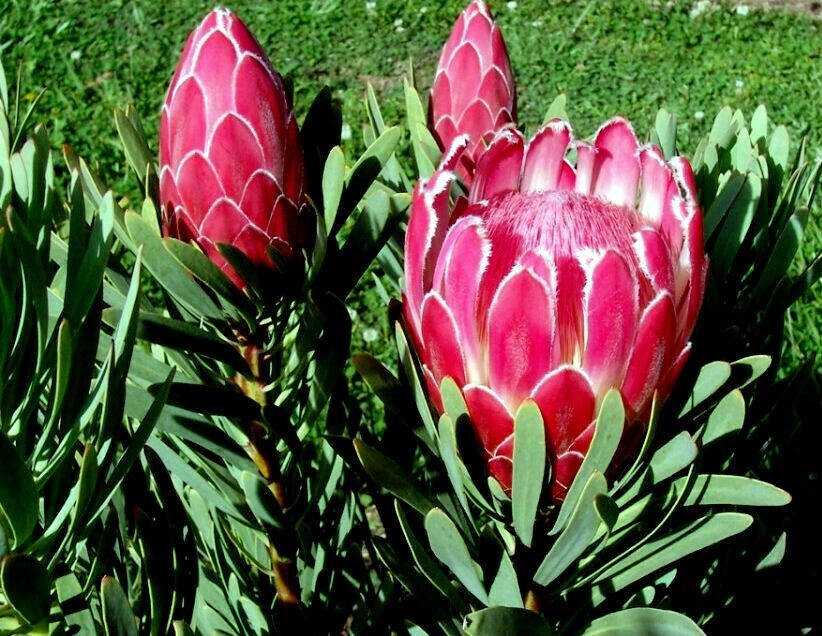 10 Queen (Protea magnifica) Seeds Rare South African “Woolly Beard” Flower