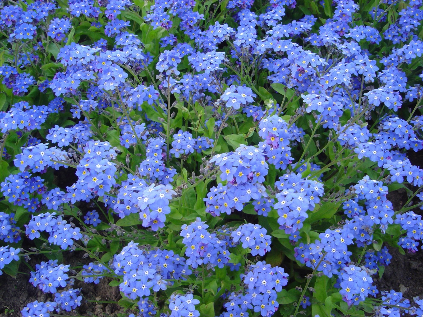401+FORGET ME NOT Seed Woodland Wildflower Blue Blooms Spring Summer F.Sun/Shade