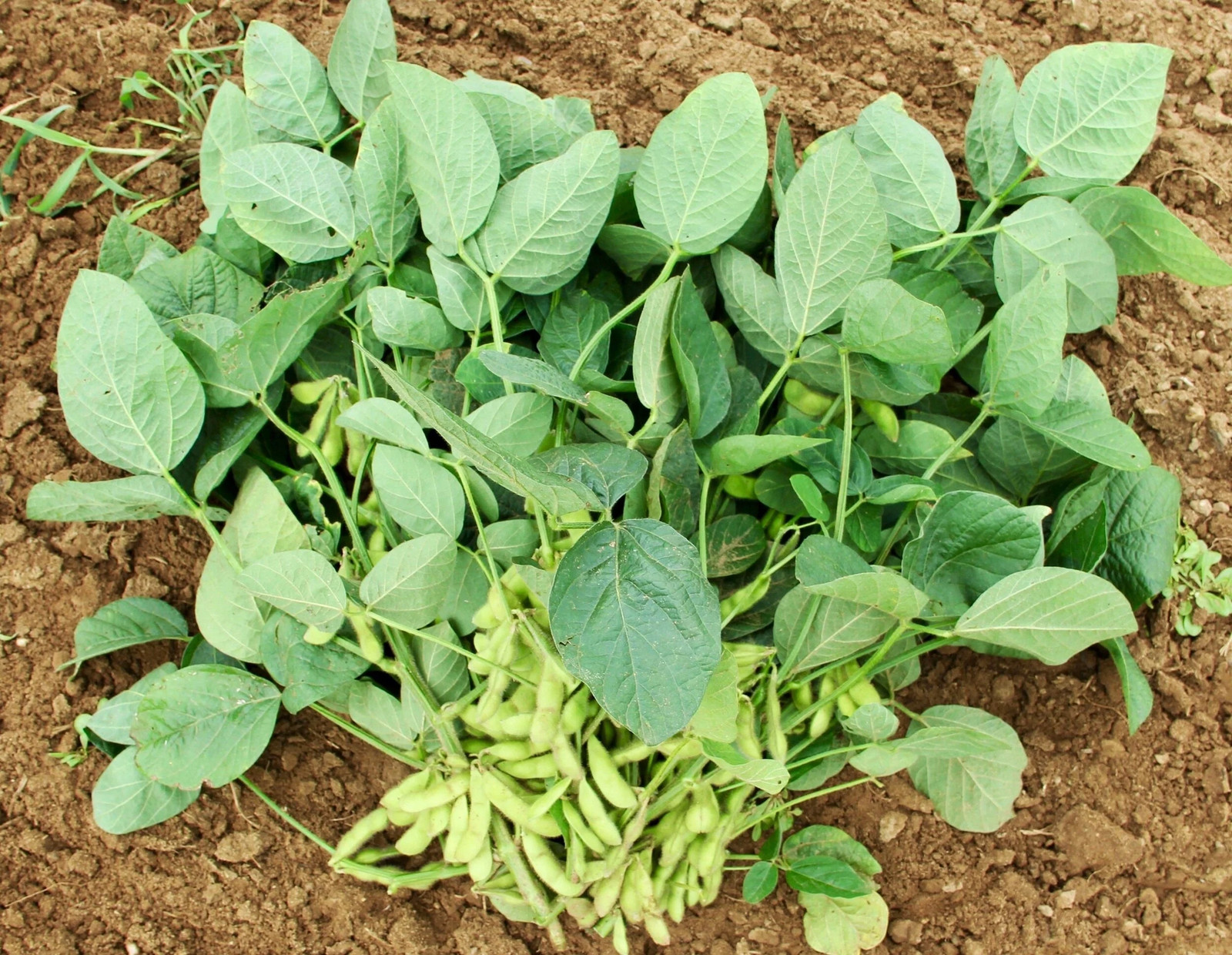 Triple Play Japanese Edamame Soy Bean Seeds | USA Chinese Asian Vegetable 2024