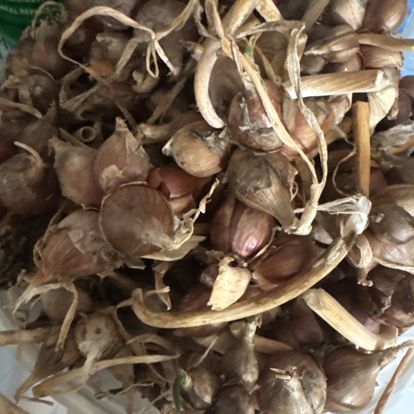Egyptian Walking Onion Top Set Cluster of 12 plants matured plants see read