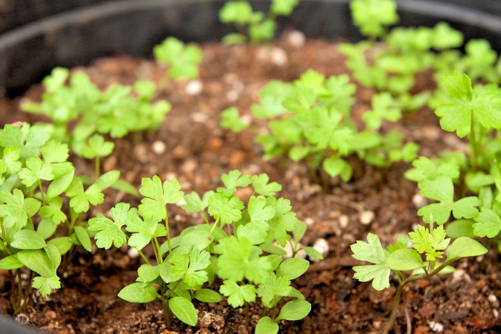 301+ITALIAN Flat Leaf PARSLEY Seeds Organic Herb Garden Containers Culinary Easy