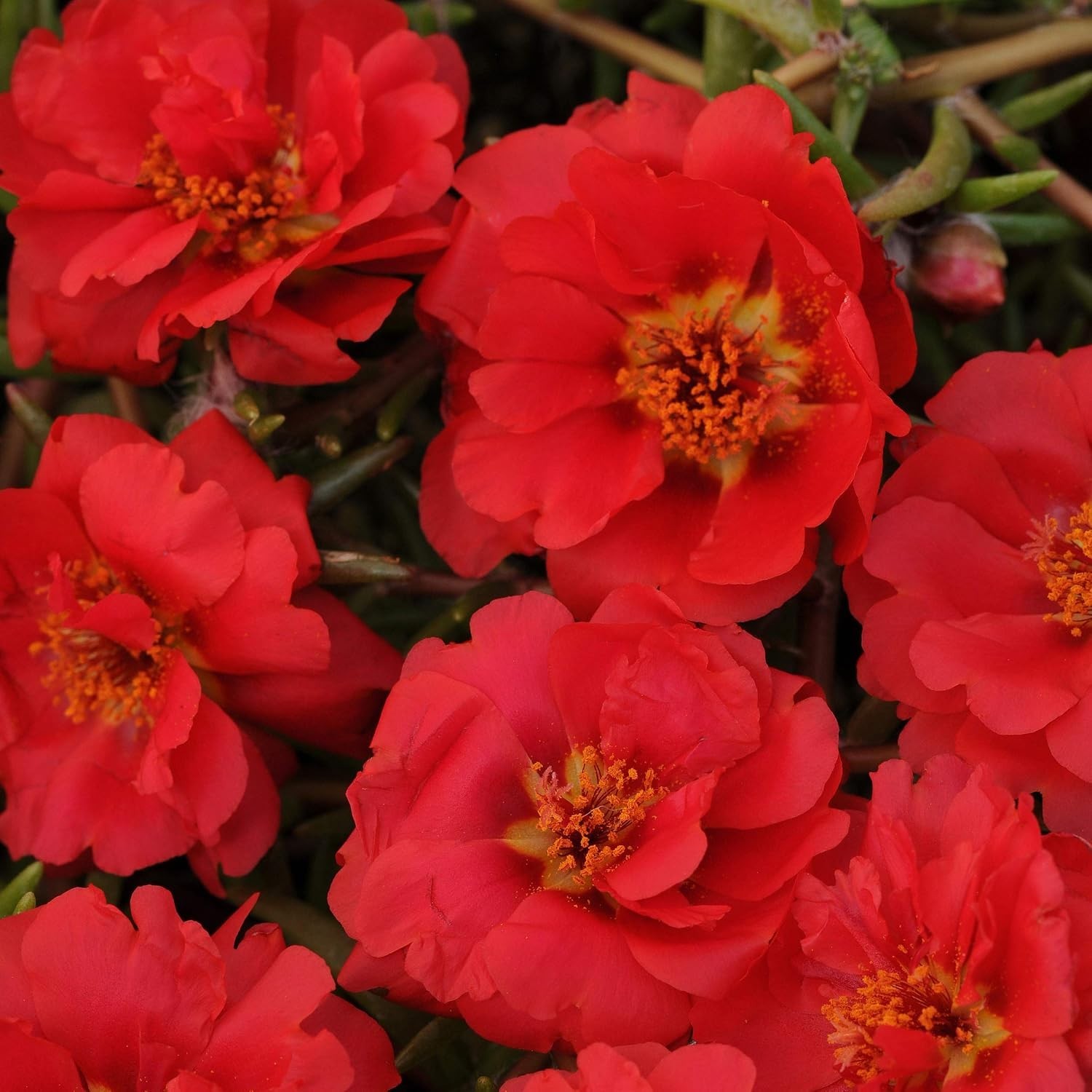 Vibrant Red Moss Rose Flower Seeds – 5000 Pcs, Easy to Grow & Drought Resistant