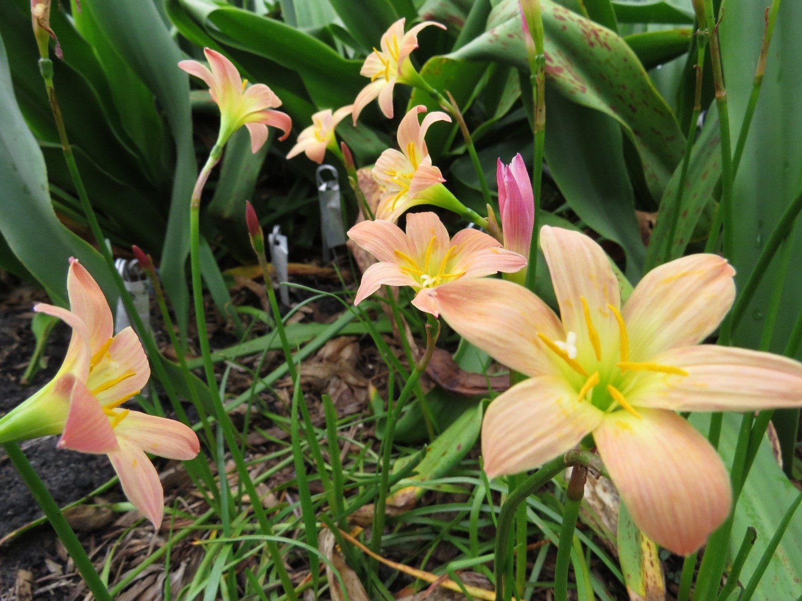 Rain Lily, Zephyranthes Peach, 1 bulb, NEW, habranthus