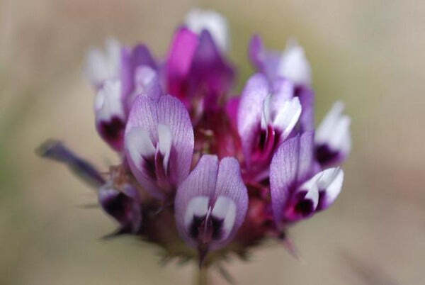 Trifolium willdenovii | Seaside or Tomcat Clover | 5 Seeds