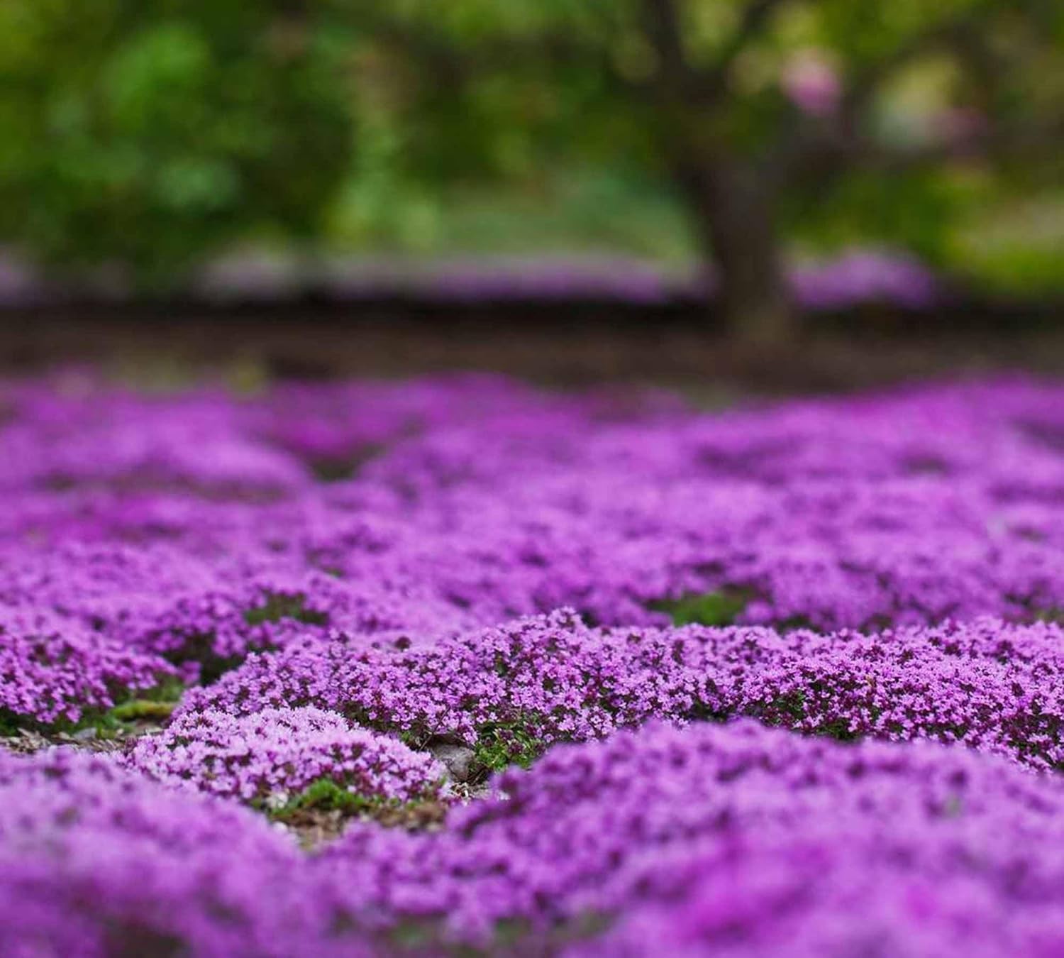 20000+ Magic Purple Creeping Thyme Seeds for Planting Ground Normal, Brown