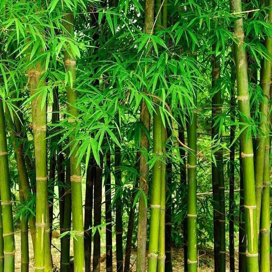 Bamboo Seeds (480 PCS) Low-Maintenance Evergreen Bamboo, Cold-Hardy & Shade-Tole