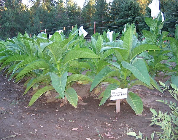 1000 Bolivian Criollo Black Tobacco Seeds ~ Heirloom Dark ~ Heavy Producer