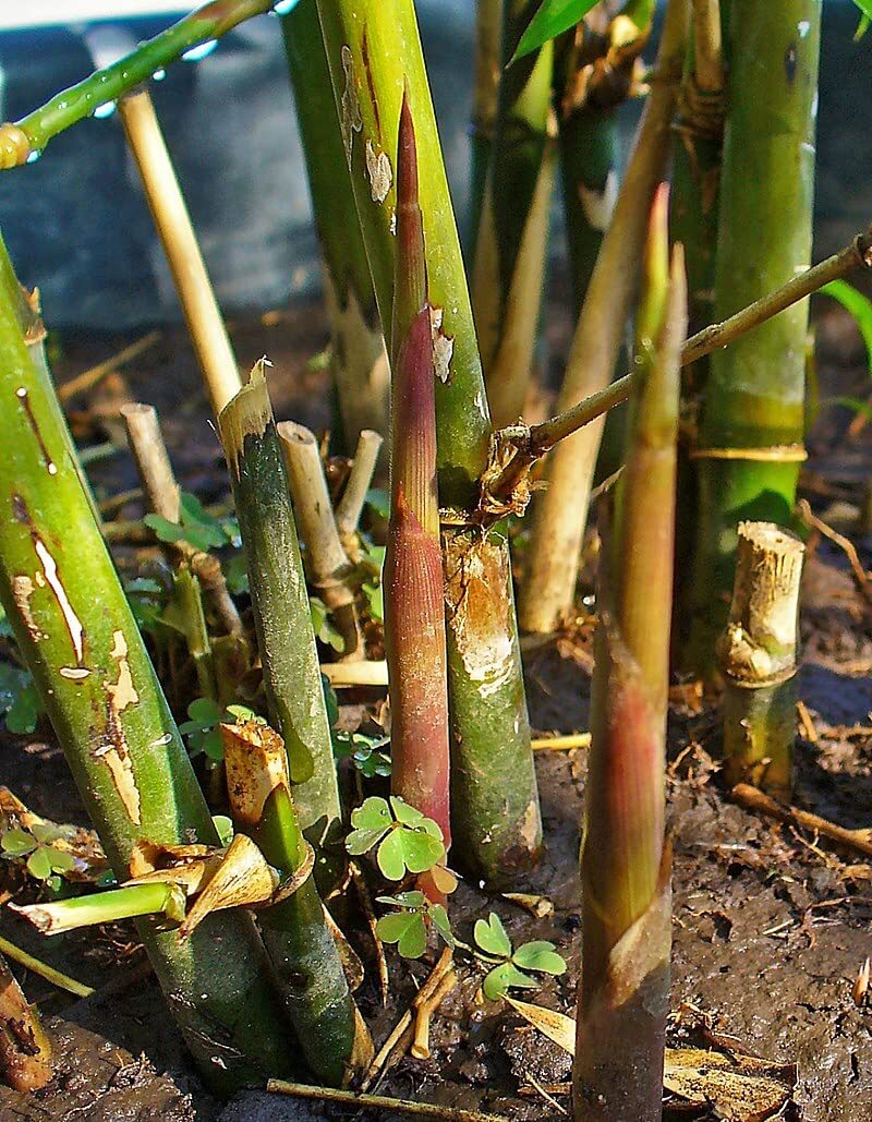 Spiny Bamboo Seeds for Planting – 20+ Seeds – Bambusa Arundinacea