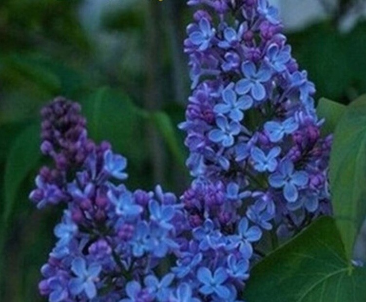 20 SEEDS for BLUE PURPLE LILAC rare flowering exotic bloom plant bush USA Seller