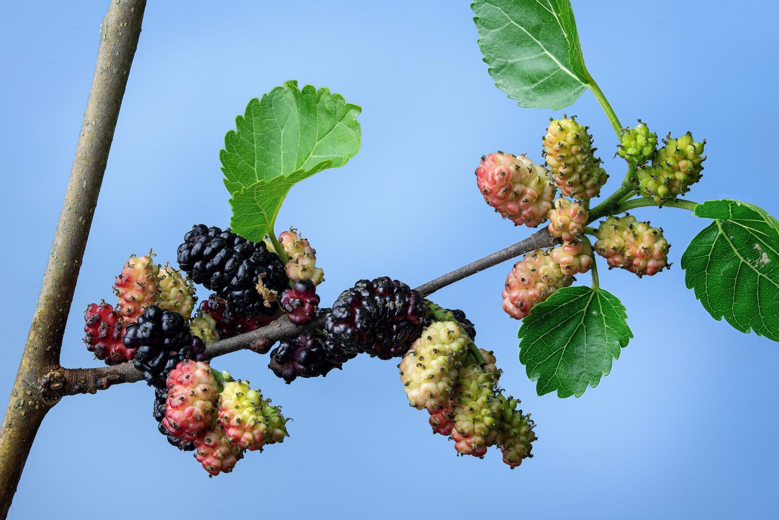 15 MULBERRY Tree Bush Morus Rubra Red Berry Fruit Seeds *Flat S/H