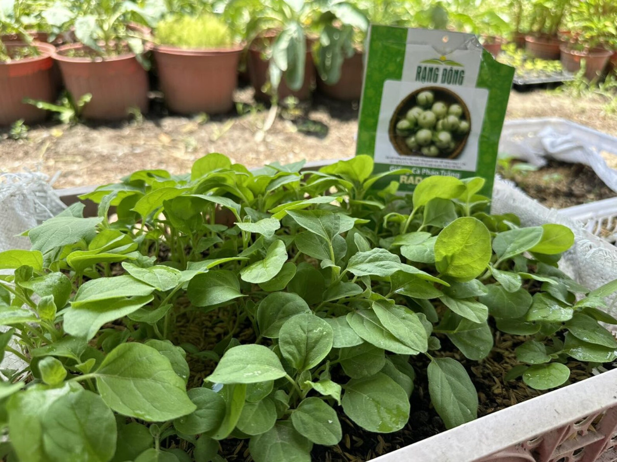White Mini Round Eggplant Seeds – 0.5g per Pack – Vegetable – Cà Pháo Trắng