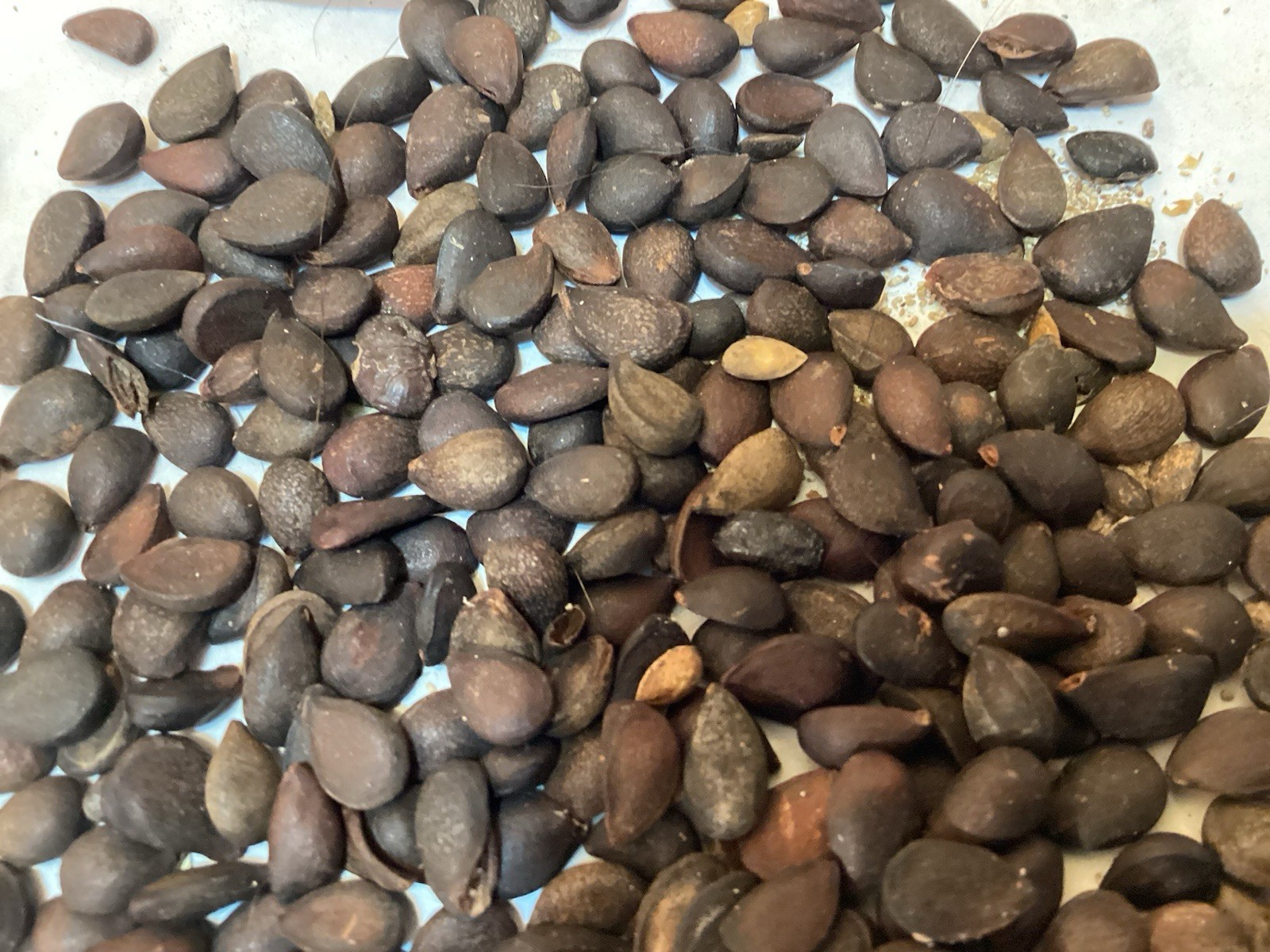 Callery Pear Tree Seeds (PYRUS CALLERYANA)