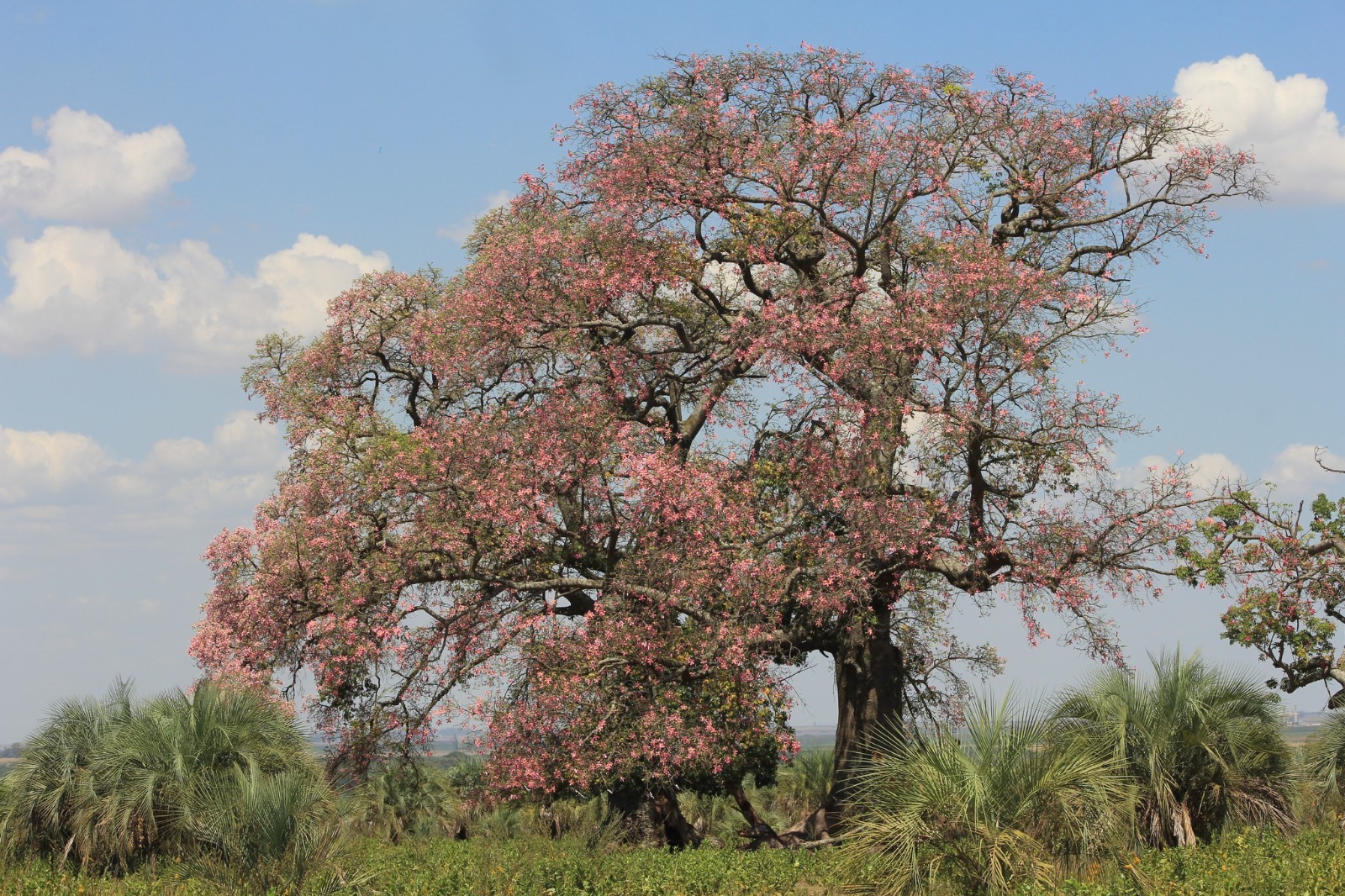 Silk Floss Tree Seeds (Ceiba speciosa) Rare Exotic Pink Flower Bottle Tree