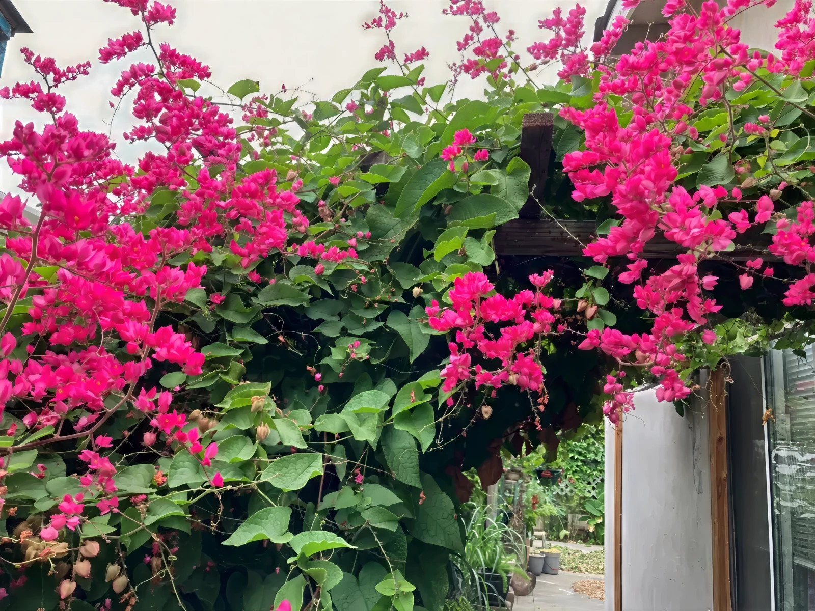 CORAL VINE SEEDS (Antigonon Leptopus) Mexican Creeper Chain of Love Pink Flower