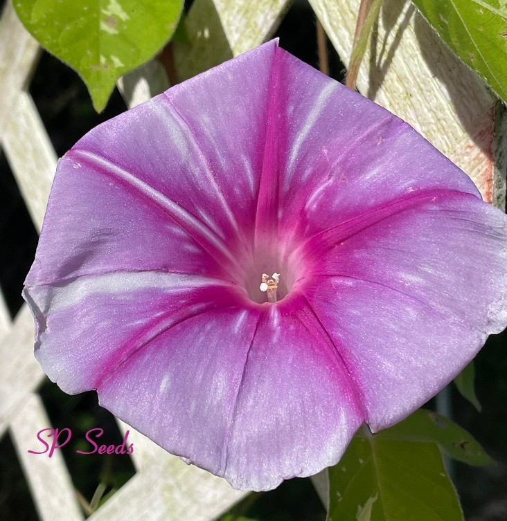 Pink Splash – Japanese Morning Glory – 6 Seeds – ipomoea Nil – LIMITED Quantity!