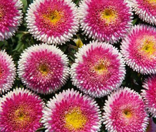 ASTER POMPON HINOMARU Callistephus Chinensis – 200 Bulk Seeds