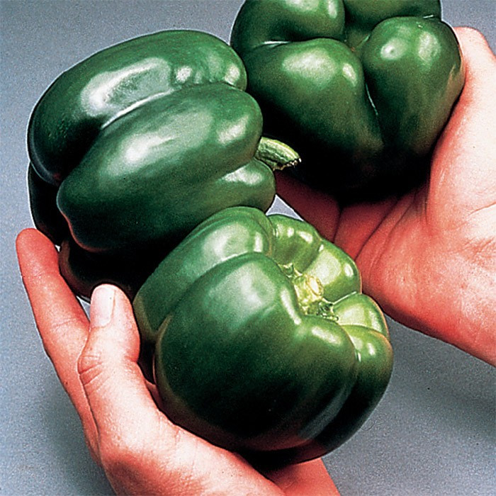 120+ California Wonder Bell Pepper Seeds -c300 TMR – Heirloom – Non GMO – FRSEH