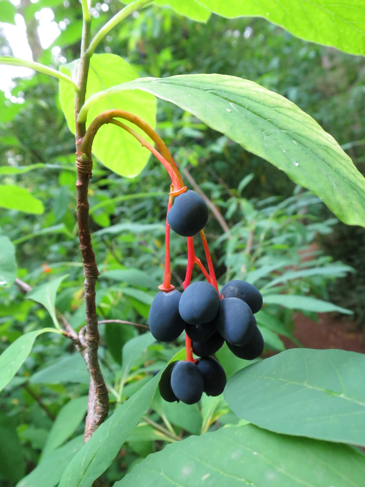 15 INDIAN PLUM Osoberry Oregon Oso Berry Oemleria Cerasiformis Fruit Shrub Seeds