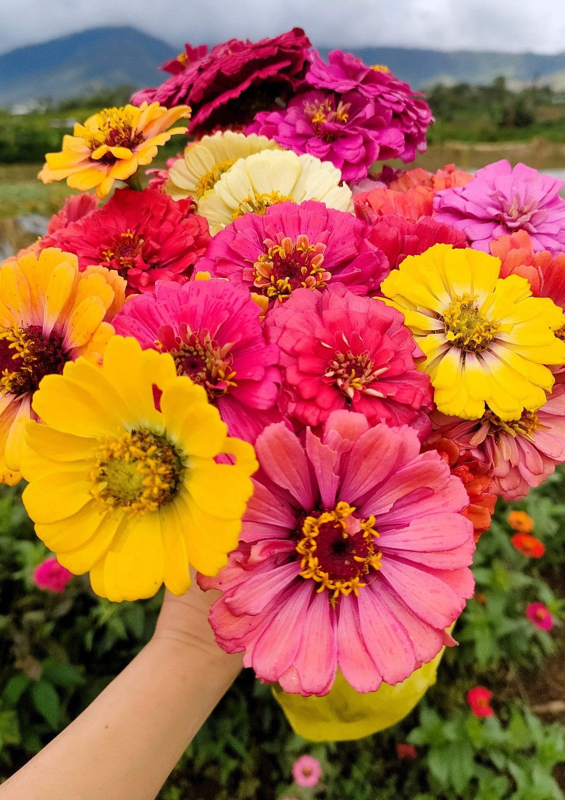 500 MIXED COLORS CALIFORNIA GIANT ZINNIA Elegans Flower Seeds *Flat S/H