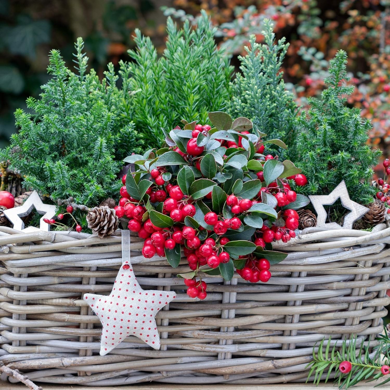 Wintergreen Seeds – 500 Pcs. Perennial, Cold-Tolerant & Low Maintenance, Grou…