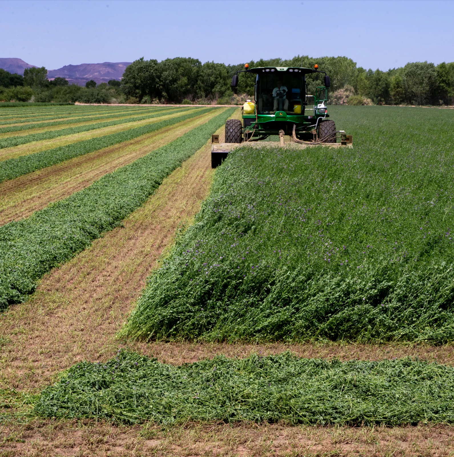 Alfalfa Cover Crop Seeds Coated – USA SELLER!